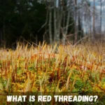 How to Identify and Treat Red Threading in Lawns