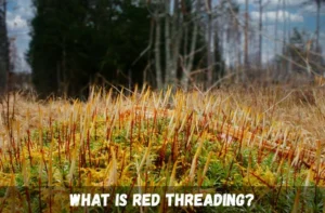 How to Identify and Treat Red Threading in Lawns