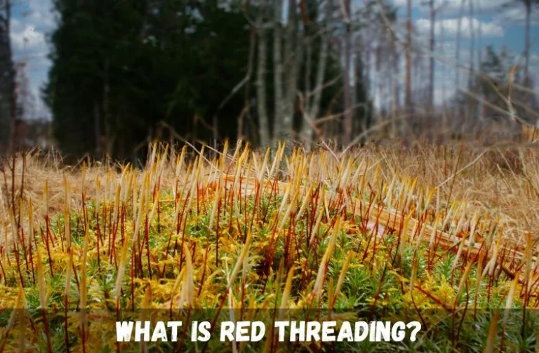 red threading in lawn caused by fungal disease